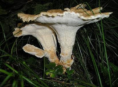 Brauner Haarstielporling, Foto 4