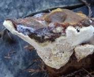 Brauner Haarstielporling, Foto 8
