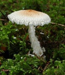Wolliggestiefelter Schirmling, Foto 2