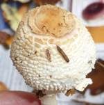 Wolliggestiefelter Schirmling, Foto 15
