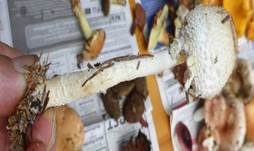 Wolliggestiefelter Schirmling, Foto 16