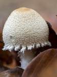 Wolliggestiefelter Schirmling, Foto 21