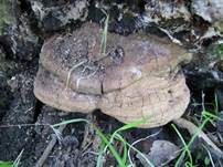Wulstiger Lackporling, Foto 18