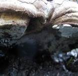 Wulstiger Lackporling, Foto 19