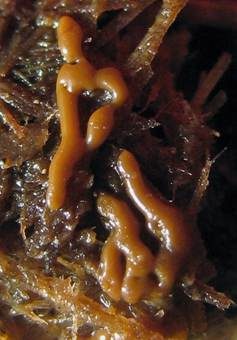 Wurmschleimpilz, Foto 3