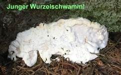 Wurzelfäule, Foto 19