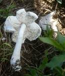 Wurzelnder Egerlingsschirmling, Foto 5