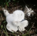Wurzelnder Egerlingsschirmling, Foto 7