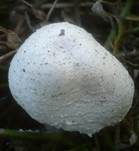 Wurzelnder Egerlingsschirmling, Foto 8