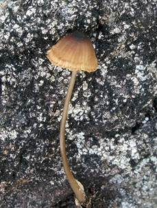 Wurzelnder Kräuterhelmling, Foto 5