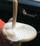 Wurzelnder Schleimrübling, Foto 10