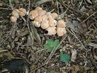 Würziger Tellerling, Foto 17