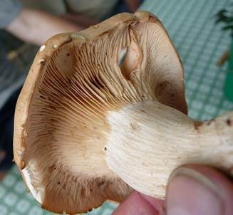 Würziger Tellerling, Foto 5