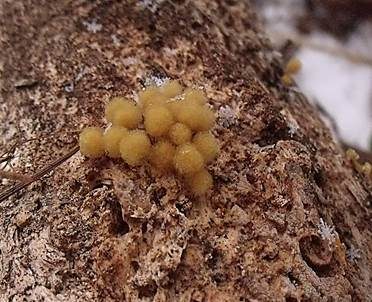 Wuschelköpfiger Schleimpilz, Foto 2