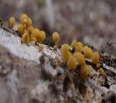 Wuschelköpfiger Schleimpilz, Foto 10