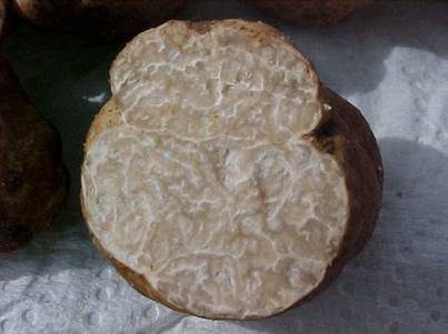 Wüstentrüffel, Foto 3