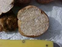 Wüstentrüffel, Foto 6