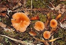 Zäher Saftling, Foto 15