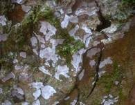 Zahnhaut, Foto 12