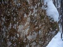 Zahnhaut, Foto 8