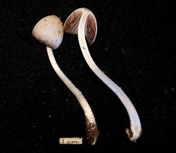 Zähstieliger Tintling, Foto 2