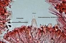 Zapfenhelmling, Foto 50