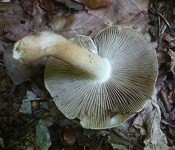 Zapfensporiger Risspilz, Foto 2