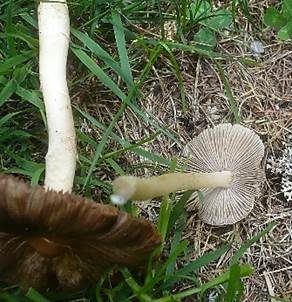 Zapfensporiger Risspilz, Foto 6