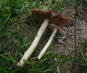 Zapfensporiger Risspilz, Foto 7