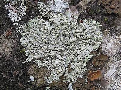 Zarte Schwielenflechte, Foto 2
