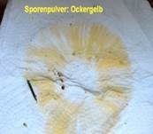 Brauner Ledertäubling, Foto 14