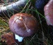 Brauner Ledertäubling, Foto 16
