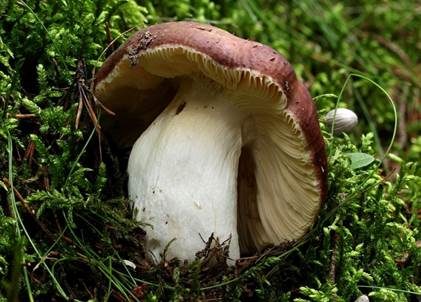 Brauner Ledertäubling, Foto 4