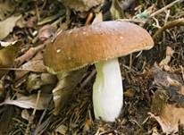 Brauner Ledertäubling, Foto 22