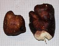 Brauner Ledertäubling, Foto 28