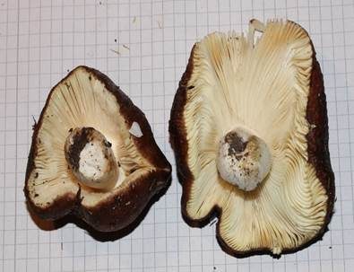 Brauner Ledertäubling, Foto 5