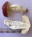 Brauner Ledertäubling, Foto 38