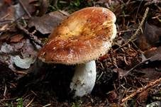 Brauner Ledertäubling, Foto 6