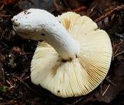 Brauner Ledertäubling, Foto 7