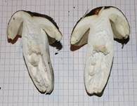 Brauner Ledertäubling, Foto 8