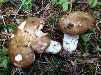 Brauner Ledertäubling, Foto 9