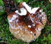 Brauner Ledertäubling, Foto 10