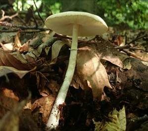 Zarter Egerlingsschirmling, Foto 3