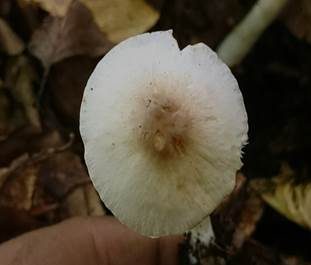 Zarter Egerlingsschirmling, Foto 6