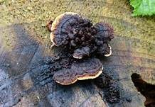 Zaunblättling, Foto 26