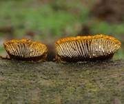 Zaunblättling, Foto 48