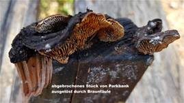 Zaunblättling, Foto 66