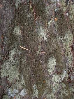 Brauner Moosbart, Foto 4