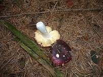 Zedernholztäubling, Foto 13