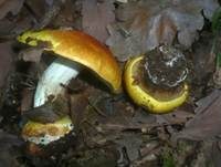 Zedernklumpfuß, Foto 6